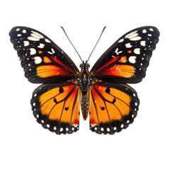 Fototapeta premium monarch butterfly in cartoon style