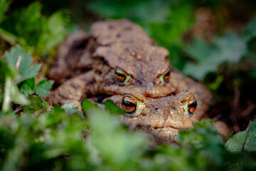 Kröten auf Entdeckertour
