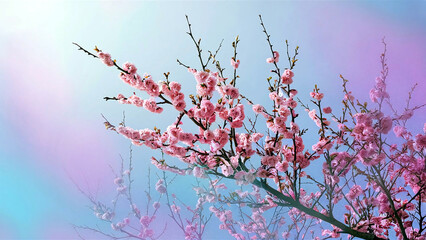 Elegant cherry blossoms with soft light background, ideal for product presentations, conveying a sense of beauty and serenity. 