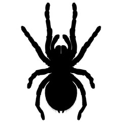Lasiodora parahybana, Brazilian giant tarantula spider invertebrate animal, wild terrarium animal realistic silhouette