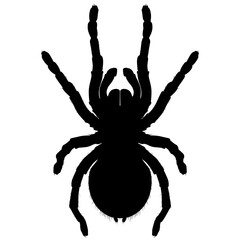 Lasiodora parahybana, Brazilian giant tarantula spider invertebrate animal, wild terrarium animal realistic silhouette