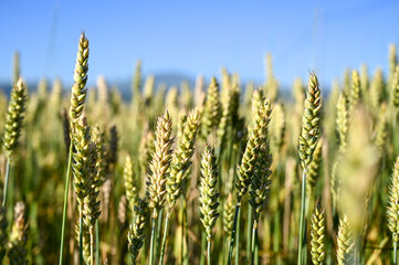 Fototapeta premium Wheat field in summer. Ears of grain, close up. Wheat grows in the field. Cereals.