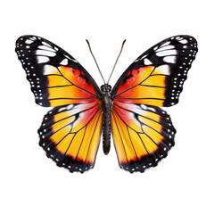 Obraz premium monarch butterfly in cartoon style