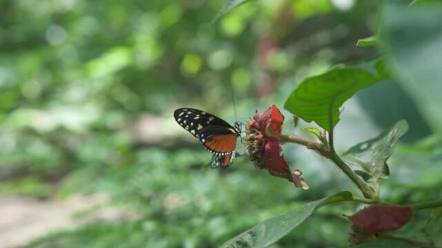 Butterfly drinks the nectar of a flower and flies away. This butterfly known as Heliconius Ismenius, or tiger longwing, or golden longwing