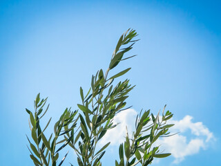 Raw olives on the branches of the olive tree and a white cloud in the sky