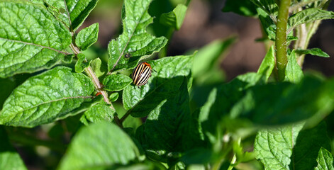 Potato beetle eating potato leaves. Colorado Potato Beetle on leaf of a potato. Potato bug on green leaves in the field. Leptinotarsa Decemlineata. 