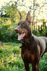 portrait of a black dog