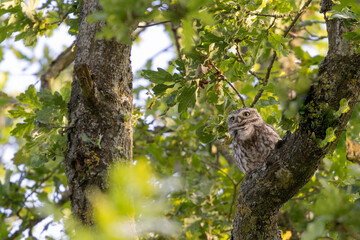 Little Owl Athene noctua in an oak-tree in the evening