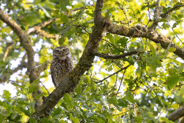 Little Owl Athene noctua in an oak-tree in the evening