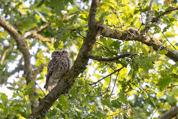 Little Owl Athene noctua in an oak-tree in the evening