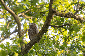 Little Owl Athene noctua in an oak-tree in the evening