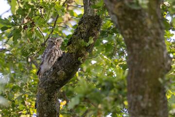 Little Owl Athene noctua in an oak-tree in the evening