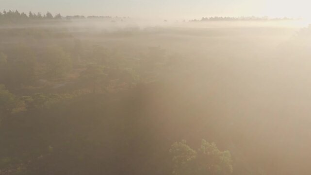 Aerial view of foggy heather landscape at sunrise, Bakkeveen, Friesland, Netherlands.