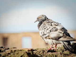 Closeup shot of a pigeon perched on a mossy rock on a sunny day, with a blurred background.