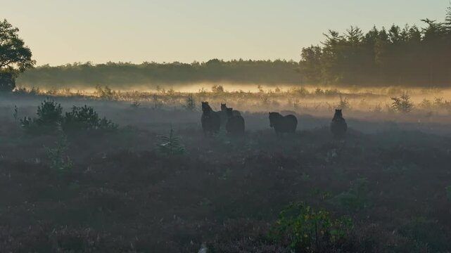 Aerial view of misty morning heather, horse, and fog at sunrise, Bakkeveen, Friesland, Netherlands.