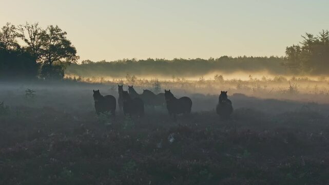 Aerial view of foggy morning heather fields with horses and trees, Bakkeveen, Friesland, Netherlands.