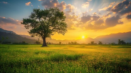 Fototapeta premium Free good morning scene wallpaper background photo