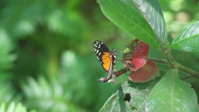 Golden longwings butterfly collecting nectar. Macro, closeup. Summer colorful footage