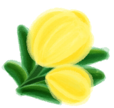 yellow tulips green leaves watercolor clip art preview