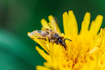 Detailed macro shot of a bee pollinating a vibrant yellow flower, showcasing the intricate details of both the insect and the bloom. 