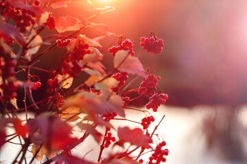 Viburnum bush with red berries at sunset