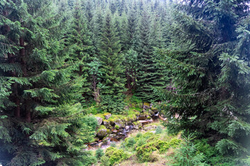 Forest landscape in the mountains. Mountain river in a lowland between tall spruce trees. Green background. Mineral waters. High quality photo