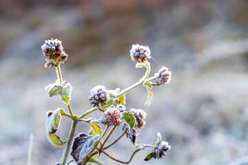 Clover stalks with frost-covered flowers and leaves