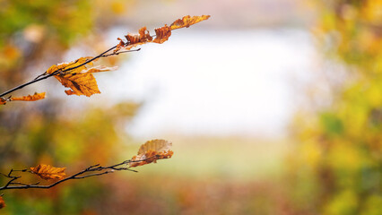 Tree branch with dry leaves near the river on a sunny autumn day