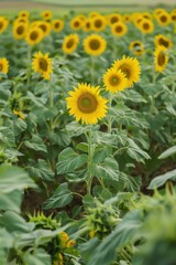 Fototapeta premium A field of sunflowers is in full bloom. The sunflowers are tall and yellow, and they are spread out across the field. The sky is clear and blue, and the sun is shining brightly. The scene is peaceful