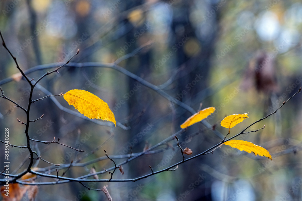 Poster a tree branch with the last autumn leaves in the forest in cloudy weather