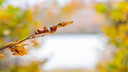 Tree branch with dry leaves near the river on a sunny autumn day