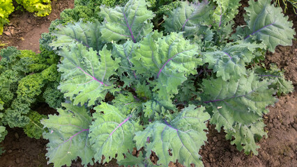 Head of curvy kale salad in vegetable garden in natural sunlight, organic production, vegetarian food