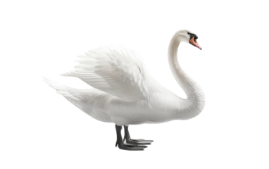 A single white swan stands with its wings spread, preening its feathers against a white background