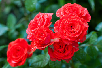 Fototapeta premium Red rose flower background. pink roses on a bush in the garden, close-up. bouquet of flowers. beauty of nature, delicate flowers, bouquet of roses as a gift. symbol of love. rose garden, flower bed