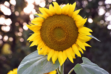 sunflower. Yellow sunflowers, good harvest, bright sunny flower. farming, vegetable garden, field,...