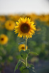 sunflower. Yellow sunflowers, good harvest, bright sunny flower. farming, vegetable garden, field,...