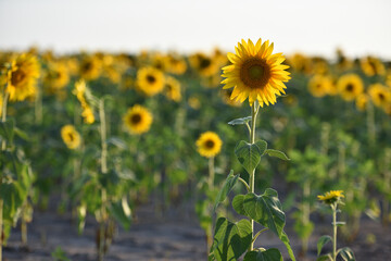 sunflower. Yellow sunflowers, good harvest, bright sunny flower. farming, vegetable garden, field,...