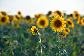 sunflower. Yellow sunflowers, good harvest, bright sunny flower. farming, vegetable garden, field, growing seeds for oil. health benefits, Sunflower oil improves skin health, promote cell regeneration