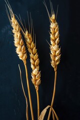 A bunch of wheat stalks are shown in a dark background. The stalks are brown and have a dry, crispy texture. Concept of stillness and quietness
