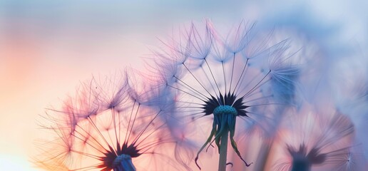 Obraz premium Dandelion Seeds in Soft Focus