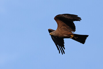 Stunning adult black kite (Milvus migrans) in flight with cloudy blue sky background. Flying bird of prey carrying some meat with vibrant colors and space for text. Taken in Asturias., Spain.