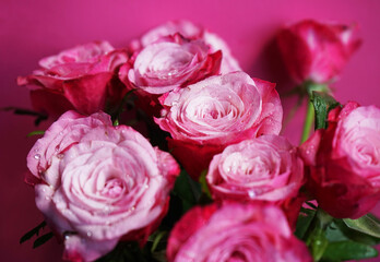 Bouquet of pink roses with water drops on a pink background