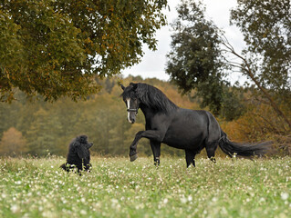 Black poodle and black horse