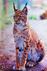 Luchs