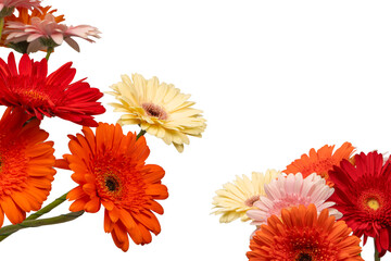 Bouquet of colorful gerbera flowers isolated on white.