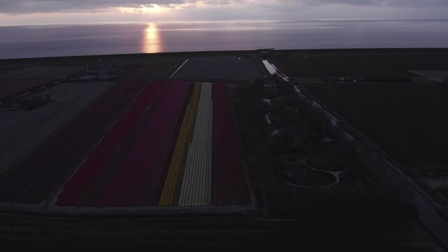 Aerial view of vibrant tulip fields at sunset with farm and dike along Waddenzee, Sexbierum, Friesland, Netherlands.