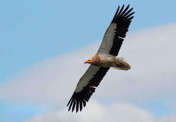 Egyptian vulture (Neophron percnopterus) or white scavenger vulture in flight with blue sky. Wild black and white vulture flying free over the clouds. Egyptian vulture gliding in Asturias, Spain.