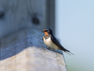 A Barn swallow resting on a fence