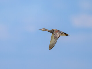 Obraz premium A Gadwall in flight on a sunny day