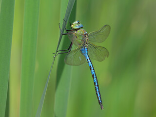 An emperor dragonfly resting on a plant